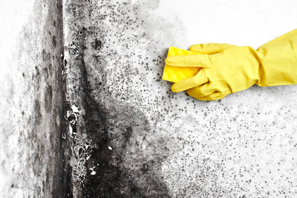 Best Mold Testing and Inspection Services in Fort Davis, TX