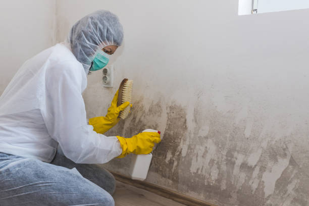 Best Mold Remediation for Schools in Fort Davis, TX