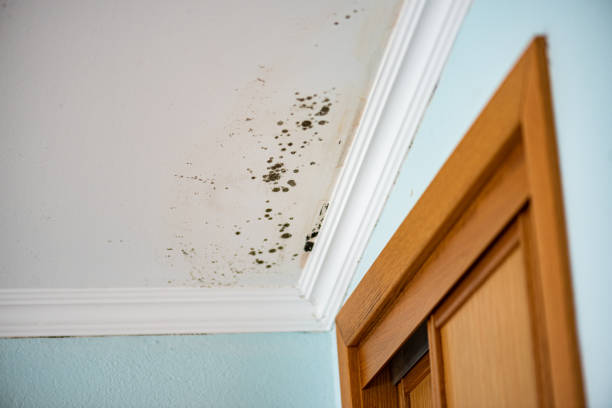 Professional Mold Remediation in Fort Davis, TX