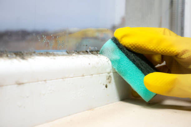 Best White Mold Remediation in Fort Davis, TX