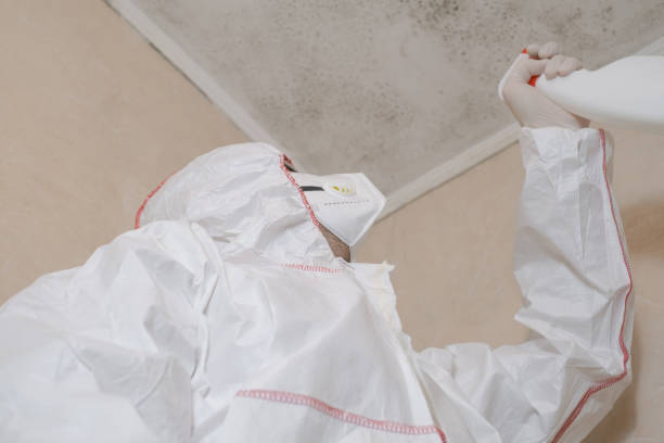 Best Black Mold Remediation in Fort Davis, TX