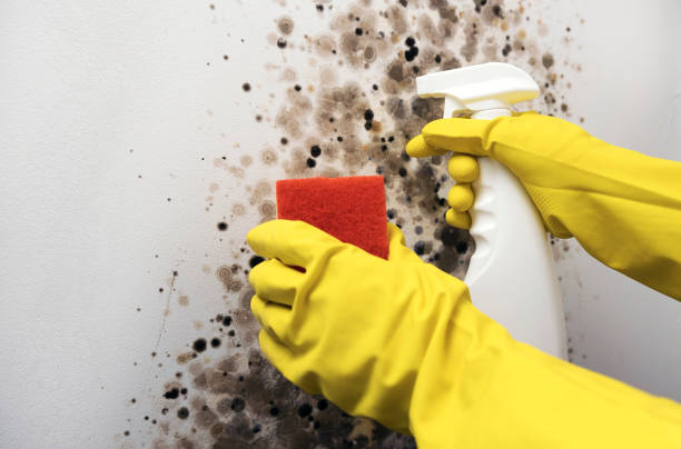 Best Mold Remediation for Specific Building Types in Fort Davis, TX