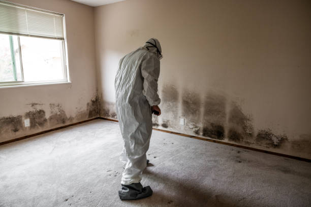 Best Mold Testing and Inspection Services in Fort Davis, TX
