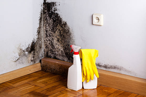 Best Crawl Space Mold Remediation in Fort Davis, TX