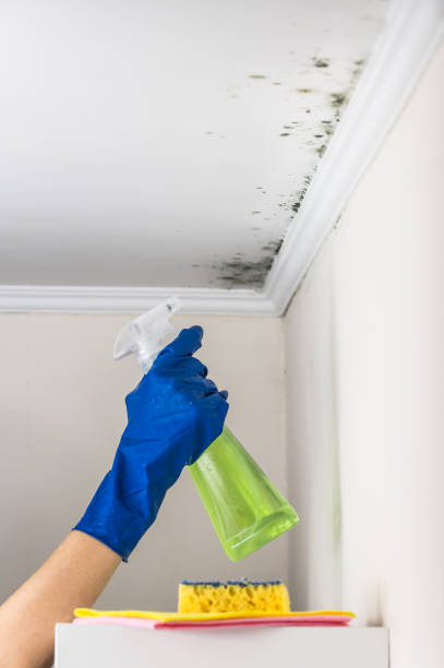 Best Health and Safety Mold Remediation in Fort Davis, TX