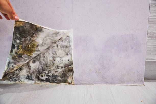 Best Basement Mold Remediation in Fort Davis, TX